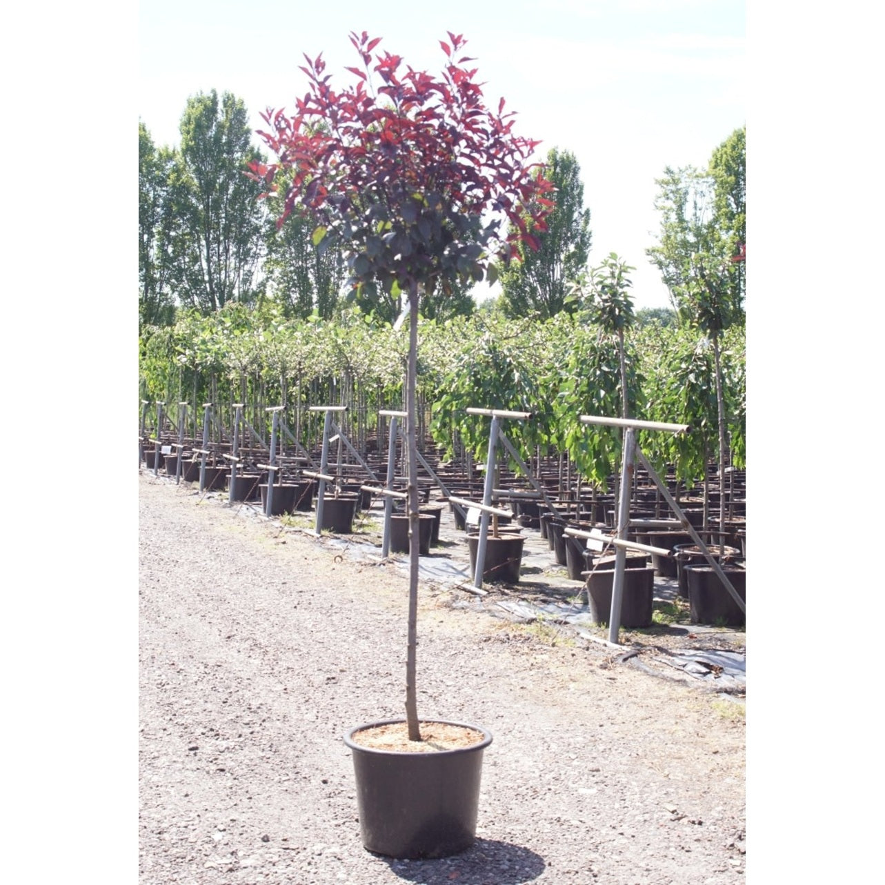 Blodplommon – Prunus cistena - 120 CM Stem C20